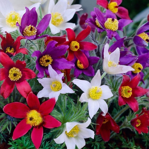 Pasque Flower MIX 3 pcs.