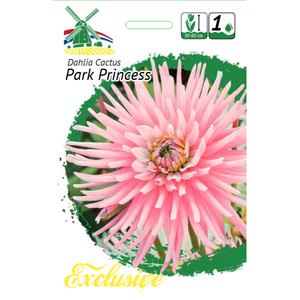 DAHLIA PARK PRINCESS 1pc.