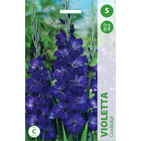 Gladiolus VIOLETTA