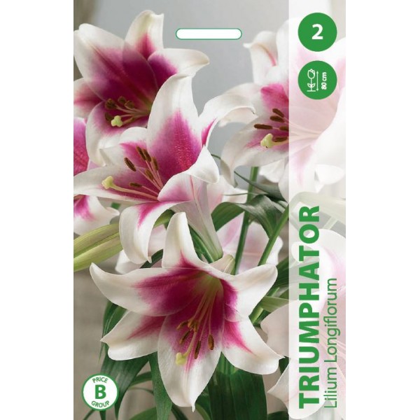 Lilies TRIUMPHATOR