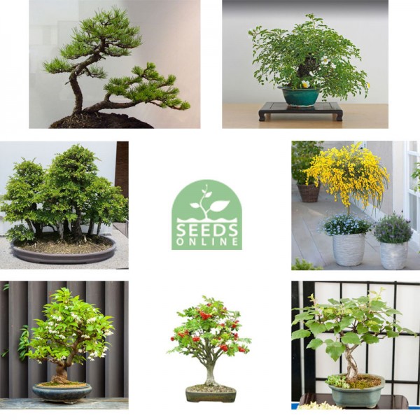 Bonsai Tree seed kit 7 pcs