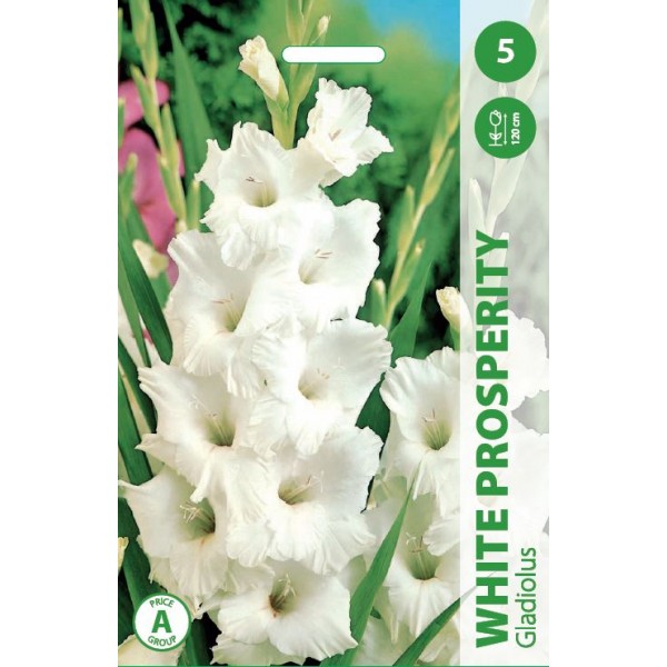 Gladiolus WHITE PROSPERITY