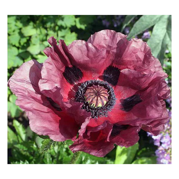 POPPY ORNAMENTAL PATTY PLUM 1pc.