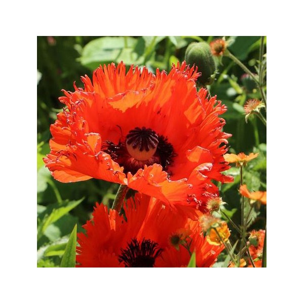 POPPY ORNAMENTAL TURKENLOUIS