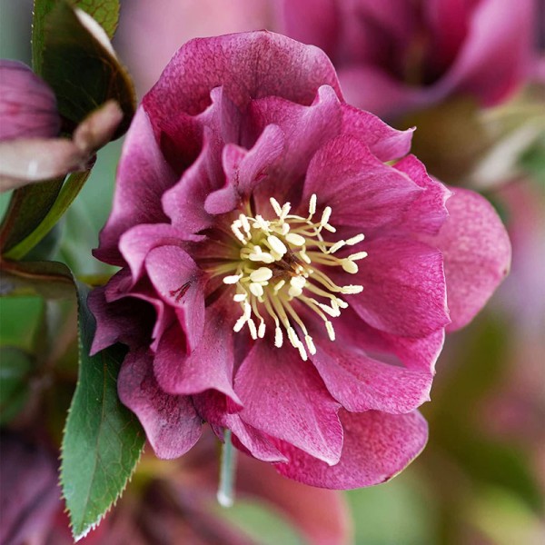 Helleborus DOUBLE ELLEN RED