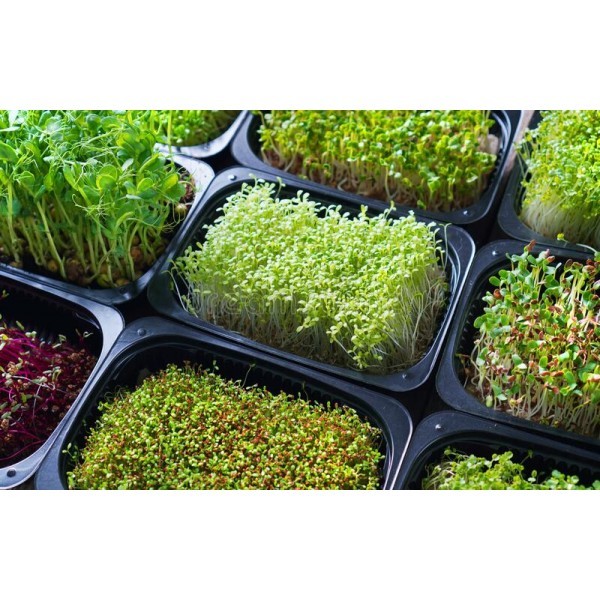 A COLLECTION OF 11 TYPES OF MICROGREENS SEEDS FOR A HEALTHY LIFESTYLE