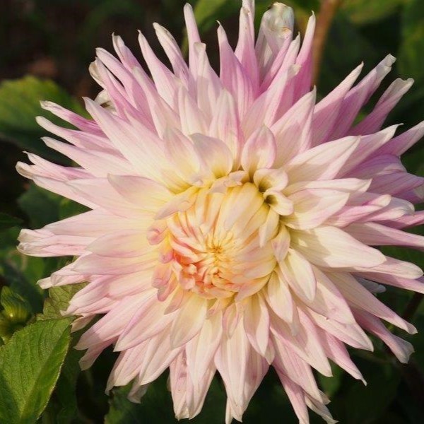 Dahlia Kiev 1blb