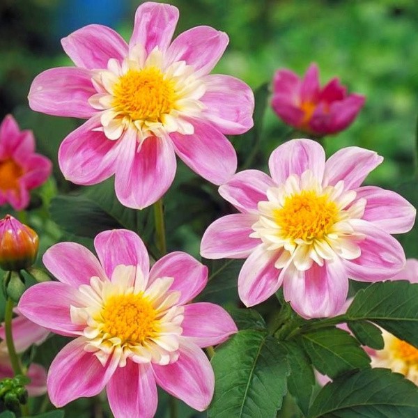 Dahlia Impression Famoso 1blb