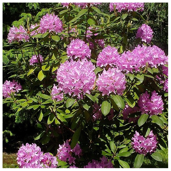 Rhododendron