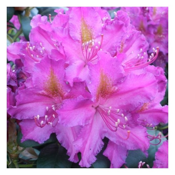 Rhododendron, Libretto