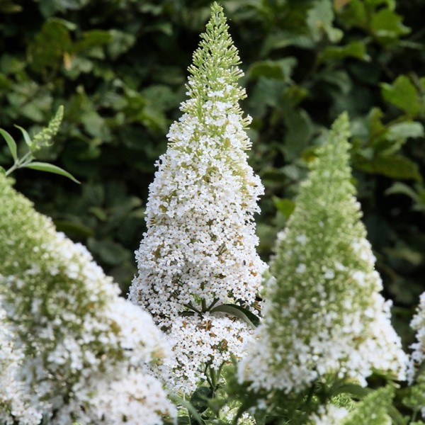 Budlea "White Profusion"