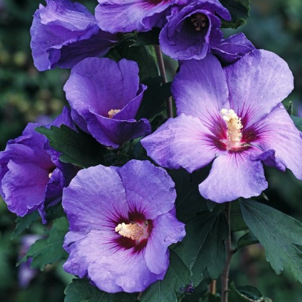 Syrian hibiscus