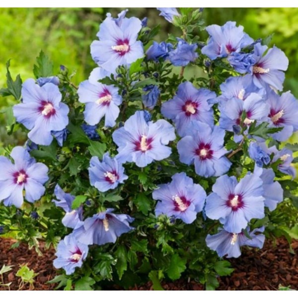 Syrian hibiscus Marina