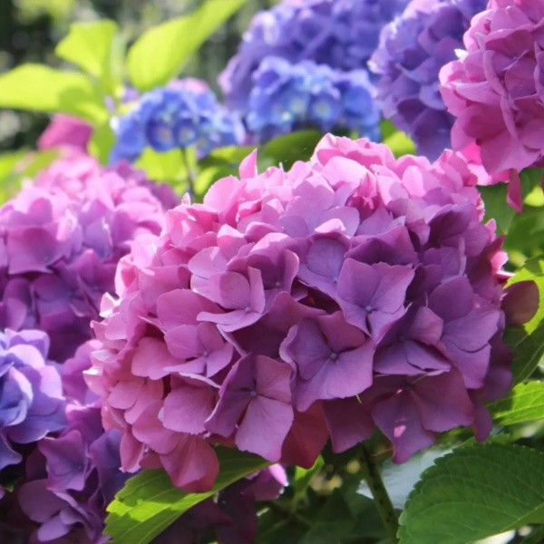 Hydrangea Large-leaved Bouquet Rose