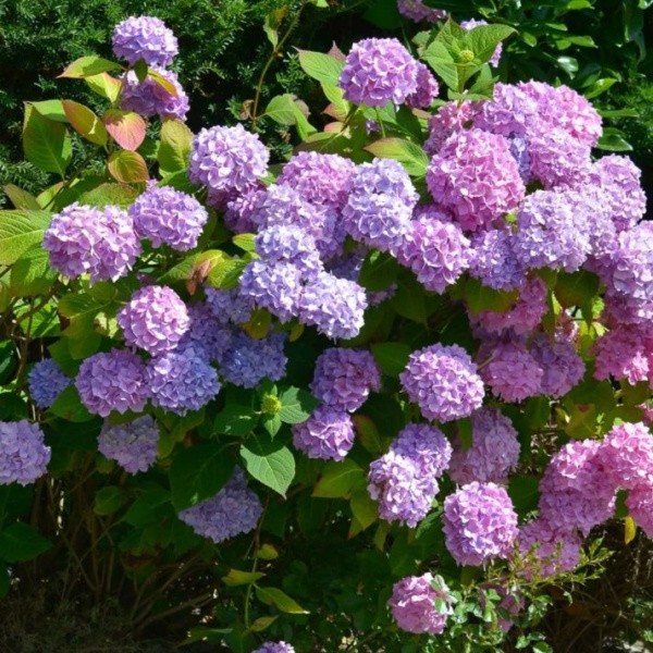 Hydrangea Large-leaved Bouquet Rose