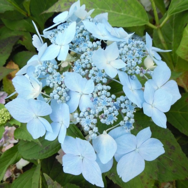 Hydrangea Large-leaved Blue Deckle