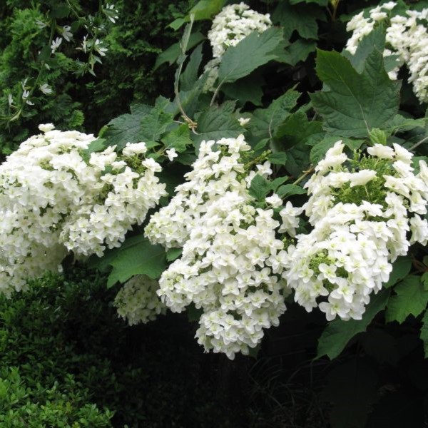 Hydrangea oakleaf Black Porch