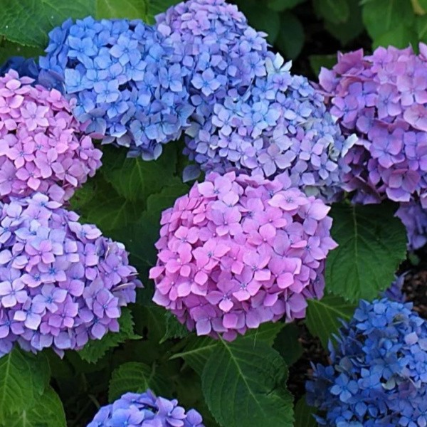 Hydrangea large-leaved Hamburg