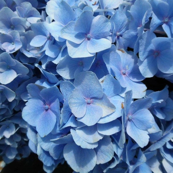 Hydrangea Bodensee Blu