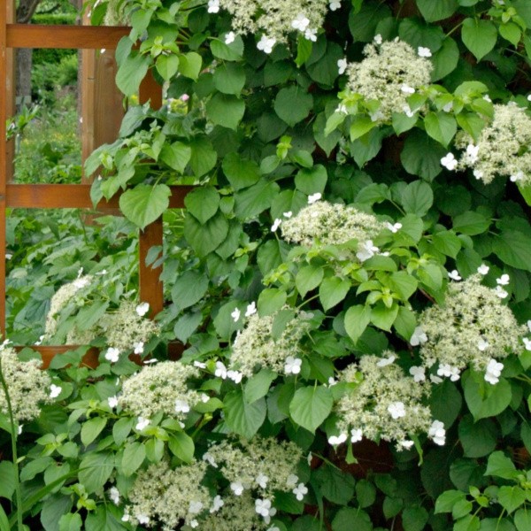 Hydrangea Wall-limbing (petiolrasis)