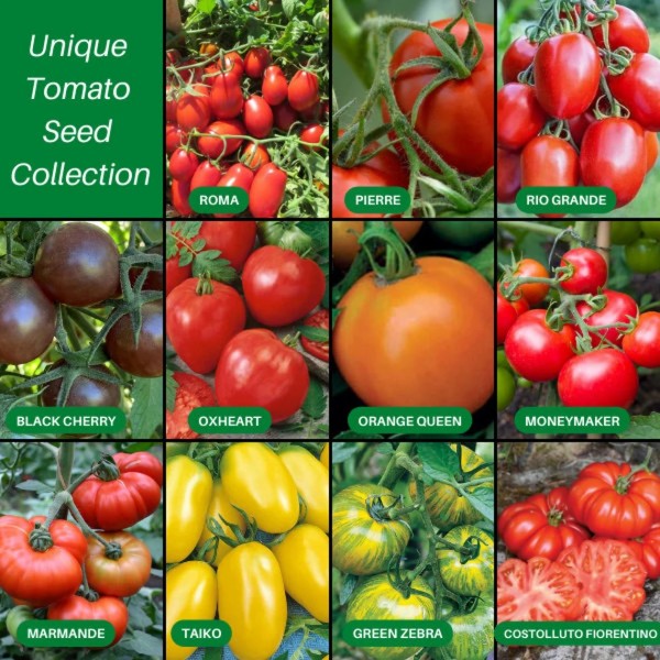 Tomato seed set, 10 packs