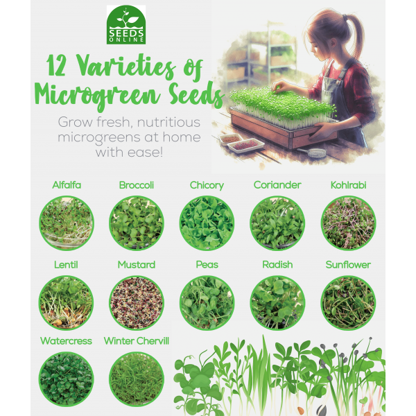 A COLLECTION OF 12 PCS OF MICROGREENS SEEDS