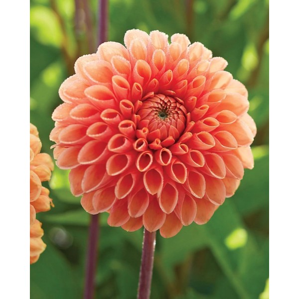 Dahlia `SYLVIA`, 1pcs