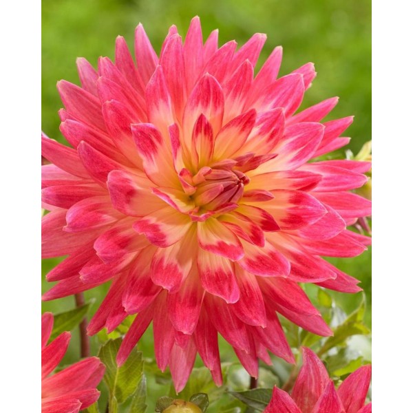 Dahlia Magic Sunrise 1pcs