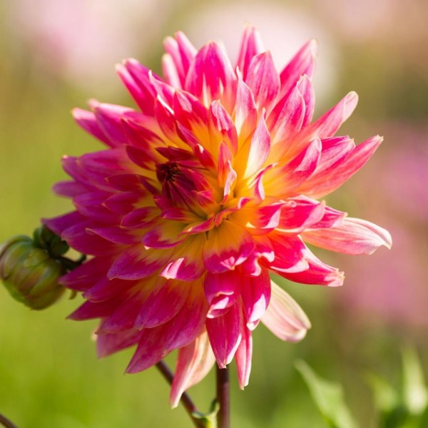 Dahlia Magic Sunrise 1pcs