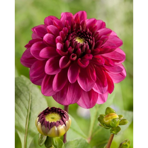 Dahlia Lilac Bull 1 pc.