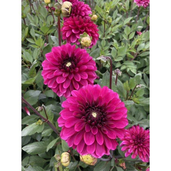 Dahlia Lilac Bull 1 pc.