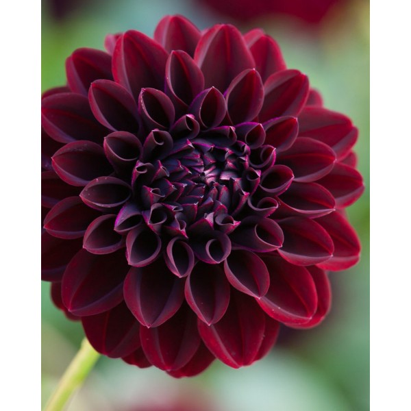 Dahlia La Recoleta 1pc