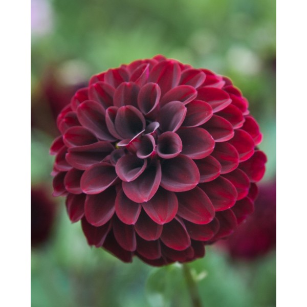 Dahlia La Recoleta 1pc