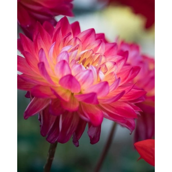 Dahlia Kilburn Glow 1pc