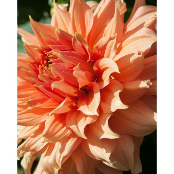 Dahlia Fairway Spur 1pc