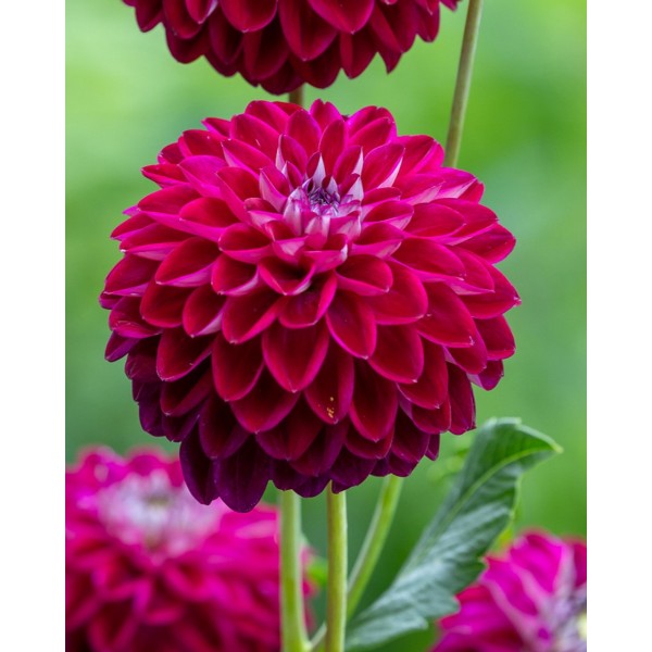 Dahlia Embassy 1pc