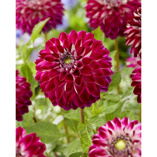 Dahlia Embassy 1pc