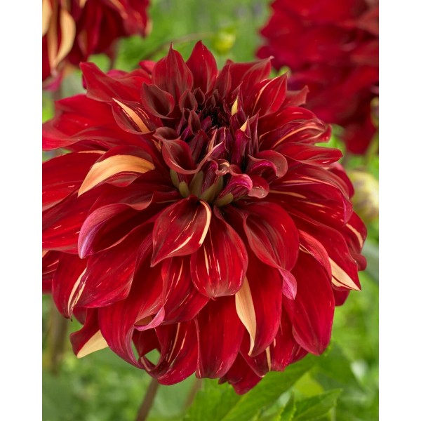 Dahlia Bohemian Spartacus 1pc