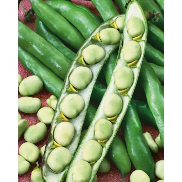 Barnyard beans White Windsor 100g