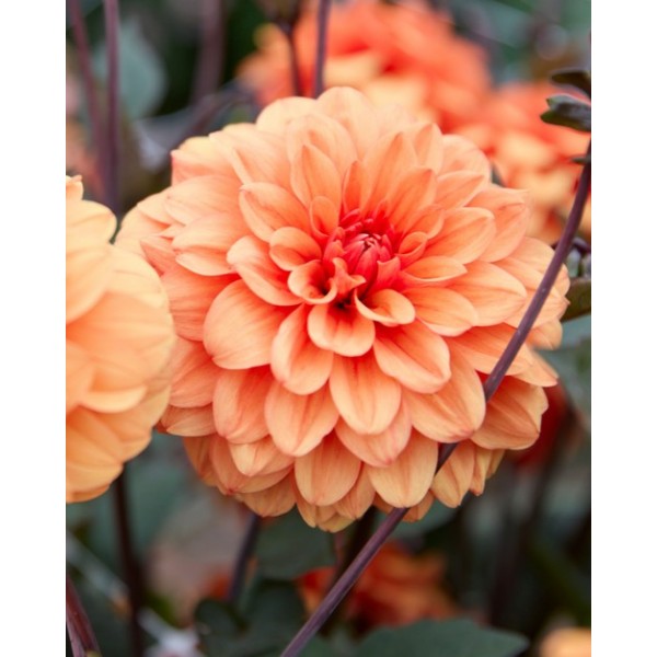 Dahlia David Howard 1 pc.