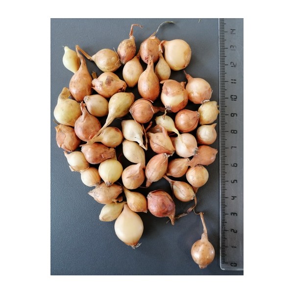 STUTTGARTER RIESEN 8/16 ONION SEEDLINGS, (10 KG)