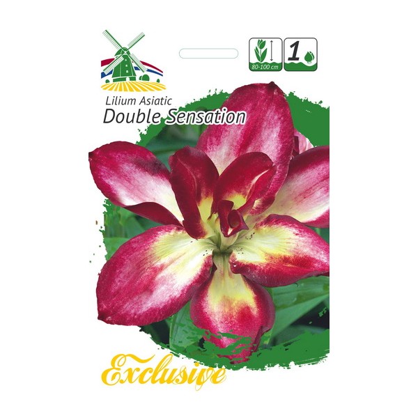 EXCLUSIVE LILIES DOUBLE SENSATION