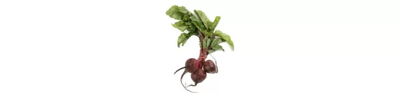 Beet