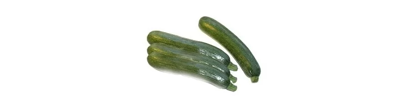 Zucchini