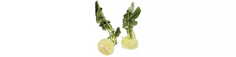 Turnip Cabbage