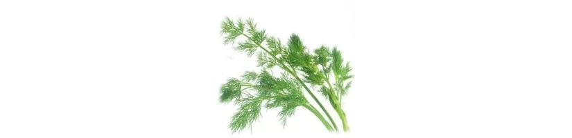 Dill