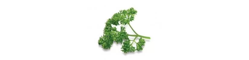 Parsley