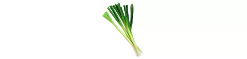 Leek