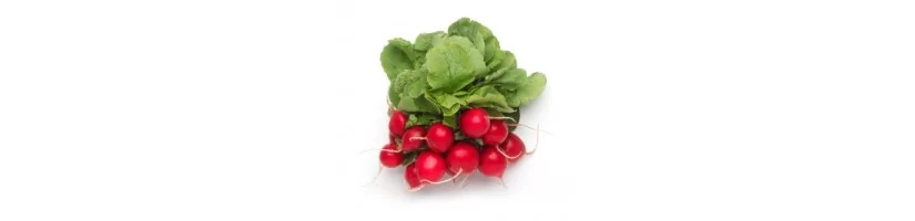 Radish