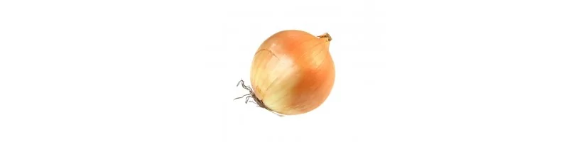 Onion